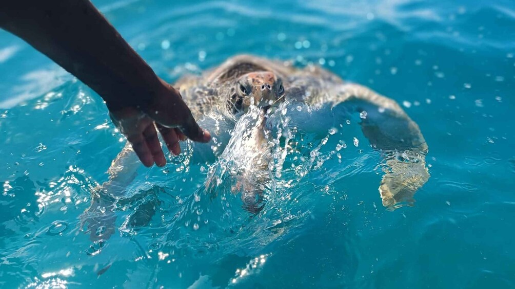 São Vicente: Swimming and Snorkeling Tour with Sea Turtles