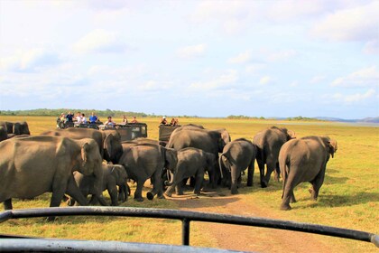 From Negombo: Dambulla Caves & Kaudulla National Park Safari