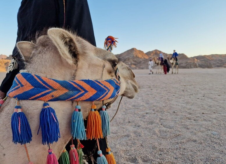 Picture 30 for Activity Makadi Bay: Desert Stargazing Adventure by Jeep with Dinner