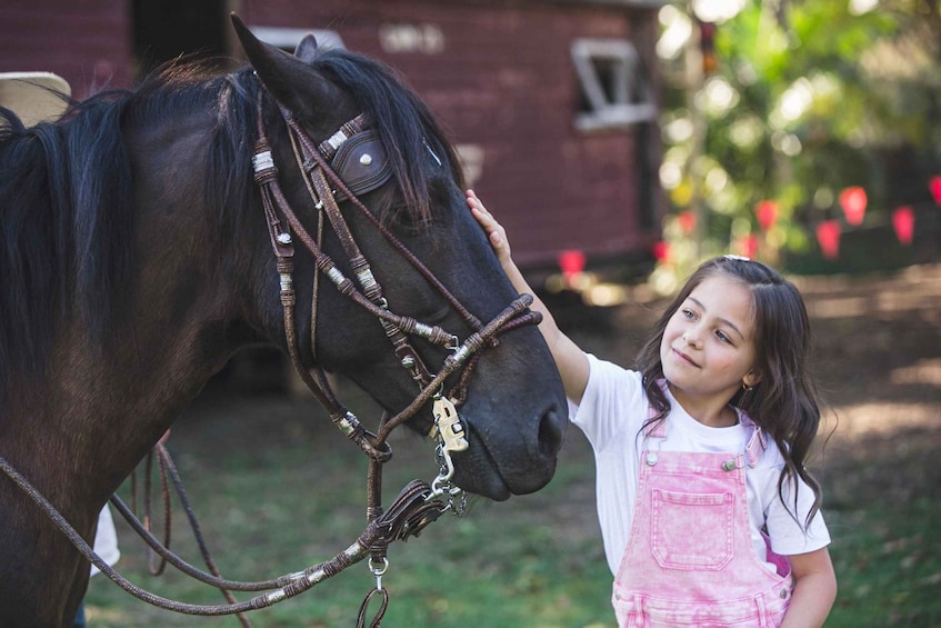 Picture 1 for Activity Family Fun with Peruvian Paso Horses: Ride, Feed, and Bond