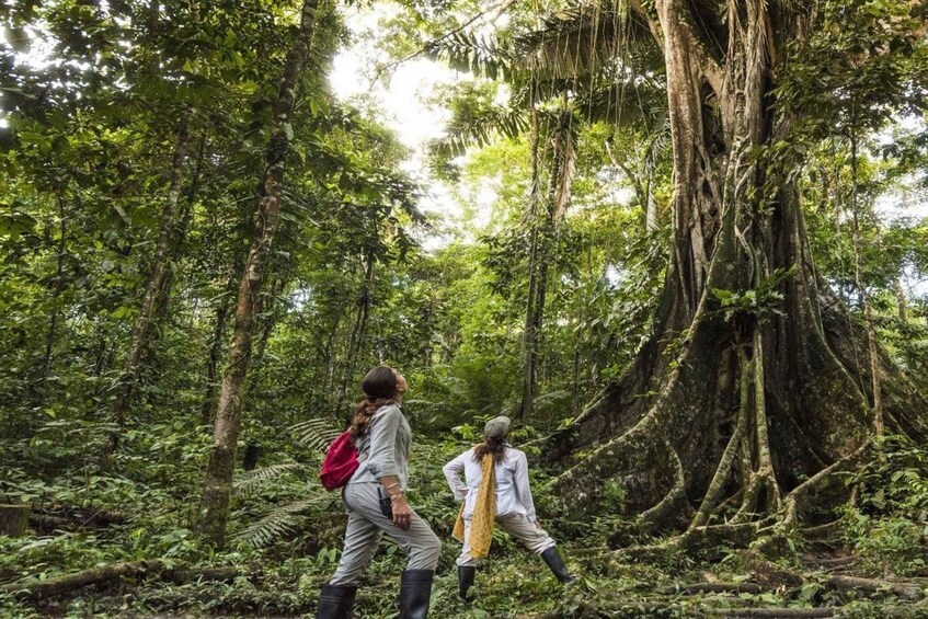 Picture 4 for Activity From Iquitos || 4-day wildlife expedition in Pacaya Samiria