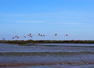 Lisbon: Tagus Estuary Nature Reserve Birdwatching Boat Tour