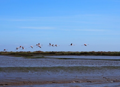 Lisbon: Tagus Estuary Nature Reserve Birdwatching Boat Tour