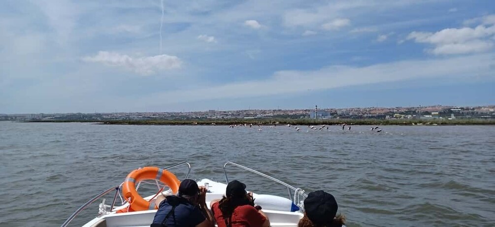 Picture 2 for Activity Lisbon: Tagus Estuary Nature Reserve Birdwatching Boat Tour