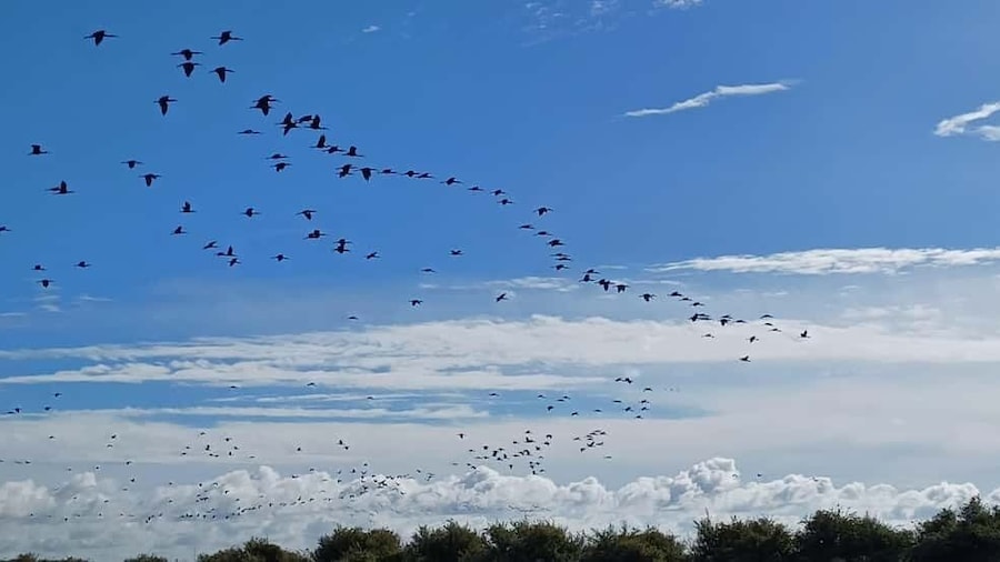 Lisbon: Tagus Estuary Nature Reserve Birdwatching Boat Tour