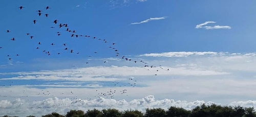 Lisbonne : Réserve naturelle de l’estuaire du Tage Birdwatching Excursion e...