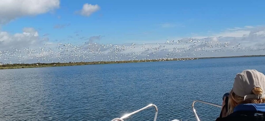 Picture 5 for Activity Lisbon: Tagus Estuary Nature Reserve Birdwatching Boat Tour