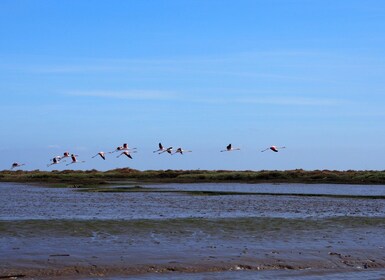 Lissabon: Tagus Estuary Nature Reserve Birdwatching Boat Tour