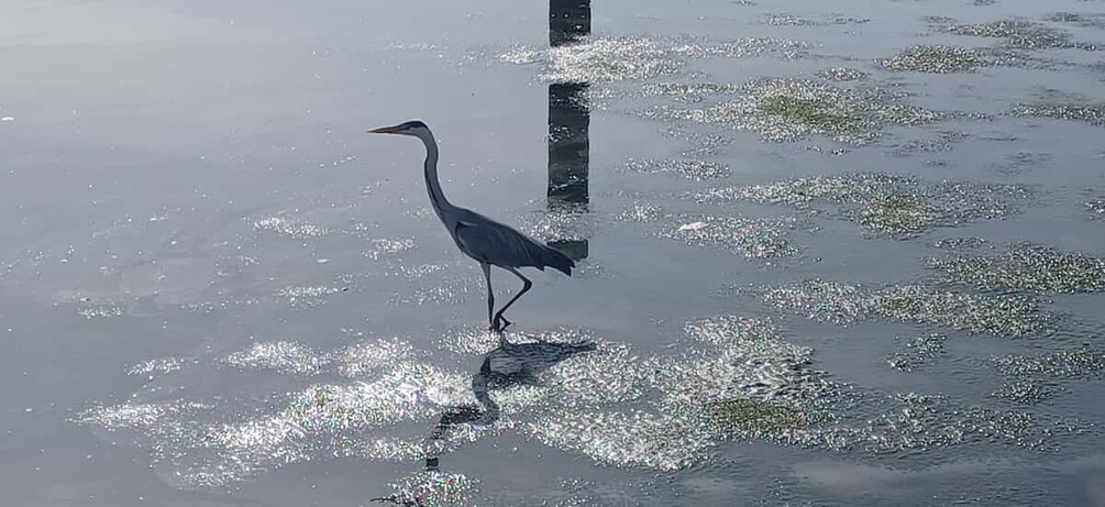 Picture 3 for Activity Lisbon: Tagus Estuary Nature Reserve Birdwatching Boat Tour