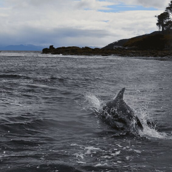 Picture 1 for Activity From Punta Arenas: Cabo Froward Navigation + Trekking