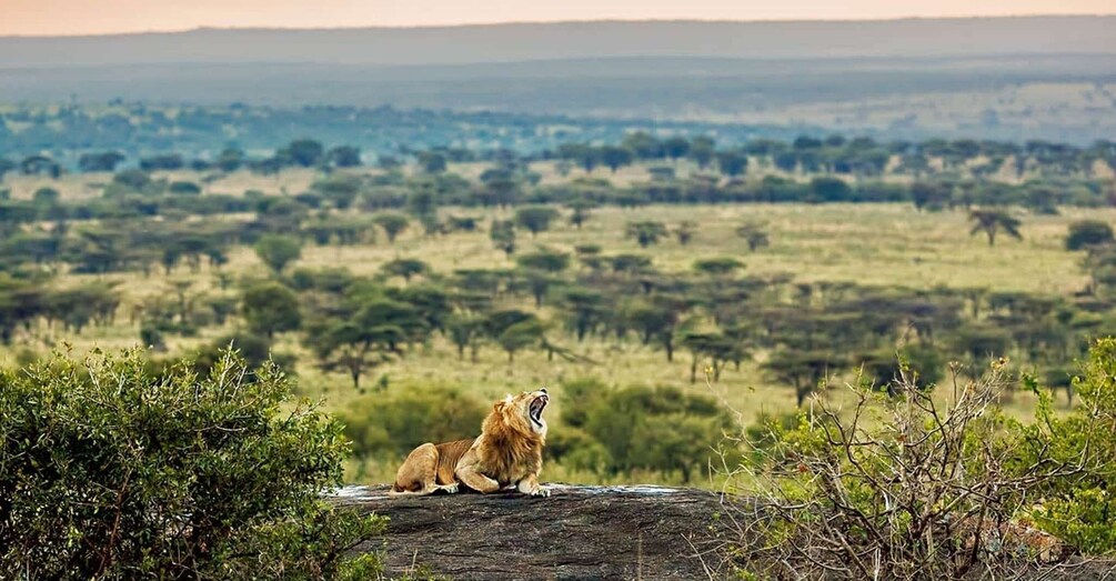 Picture 2 for Activity African wild-dog and Garden of God safari in kitulo N.P