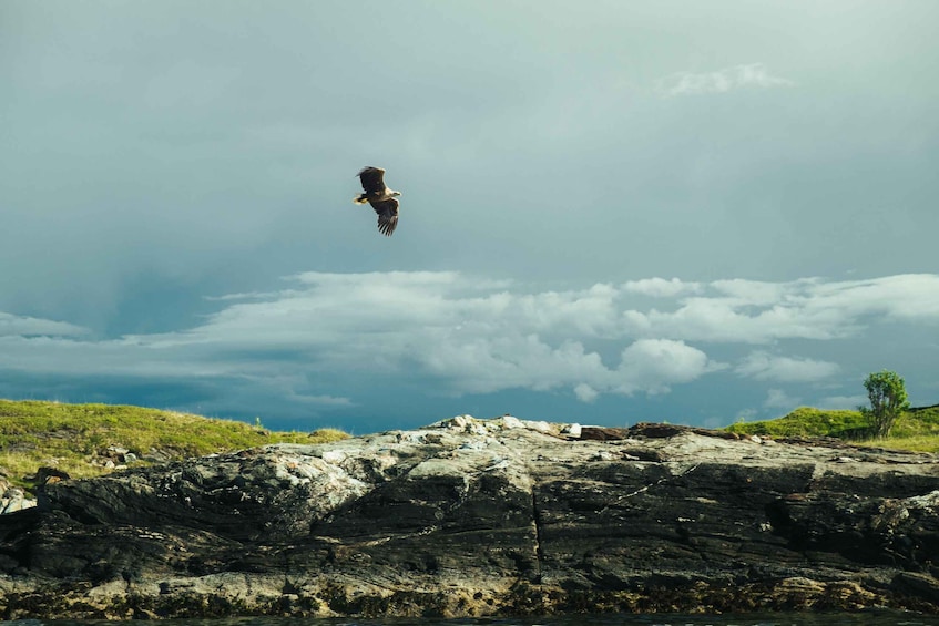 Picture 4 for Activity Bodø: Saltstraumen Sea Eagle Trip by RIB