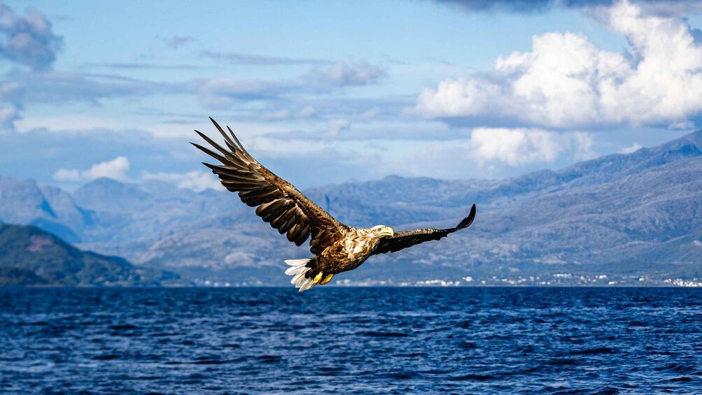 Picture 3 for Activity Bodø: Saltstraumen Sea Eagle Trip by RIB