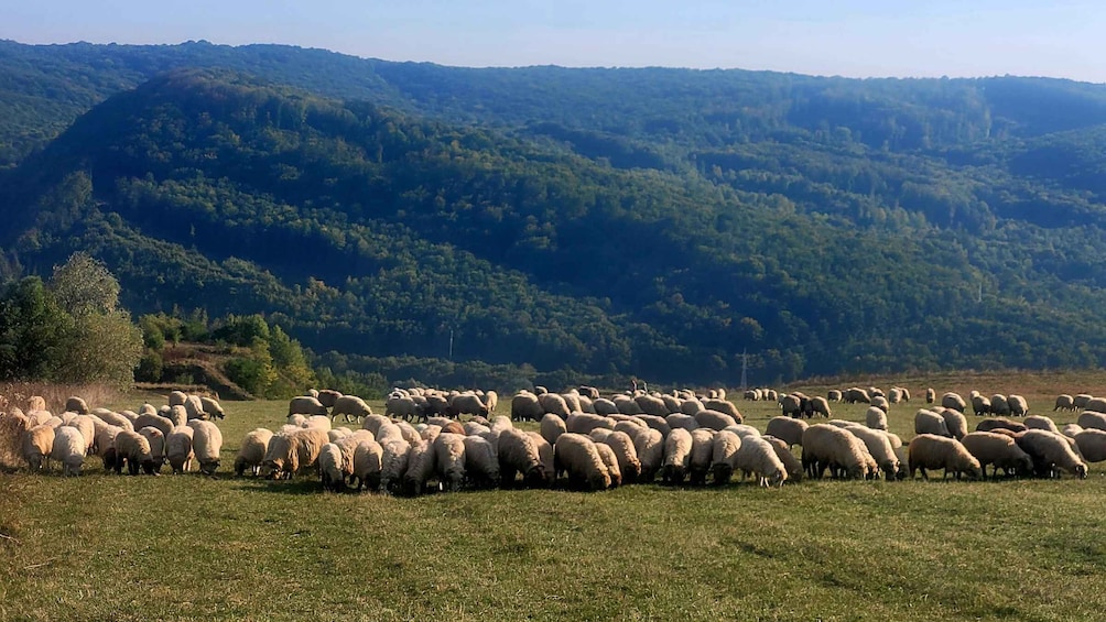Picture 12 for Activity From Cluj : Golden Circle Of Transylvania