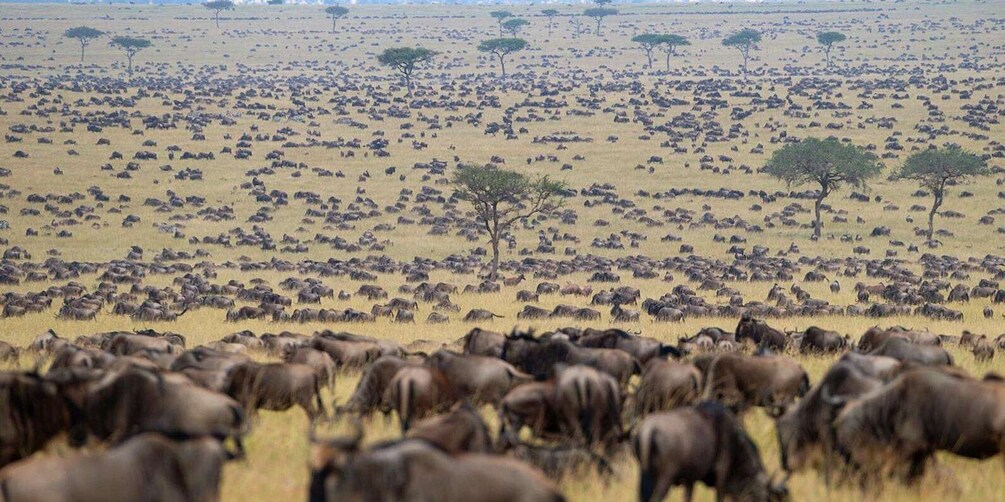 Picture 3 for Activity 3-Day Masai Mara & Lake Naivasha Safari on 4x4 Jeep