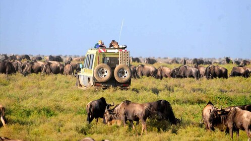 Safari de 3 días por Masai Mara y el lago Naivasha en un Jeep 4x4