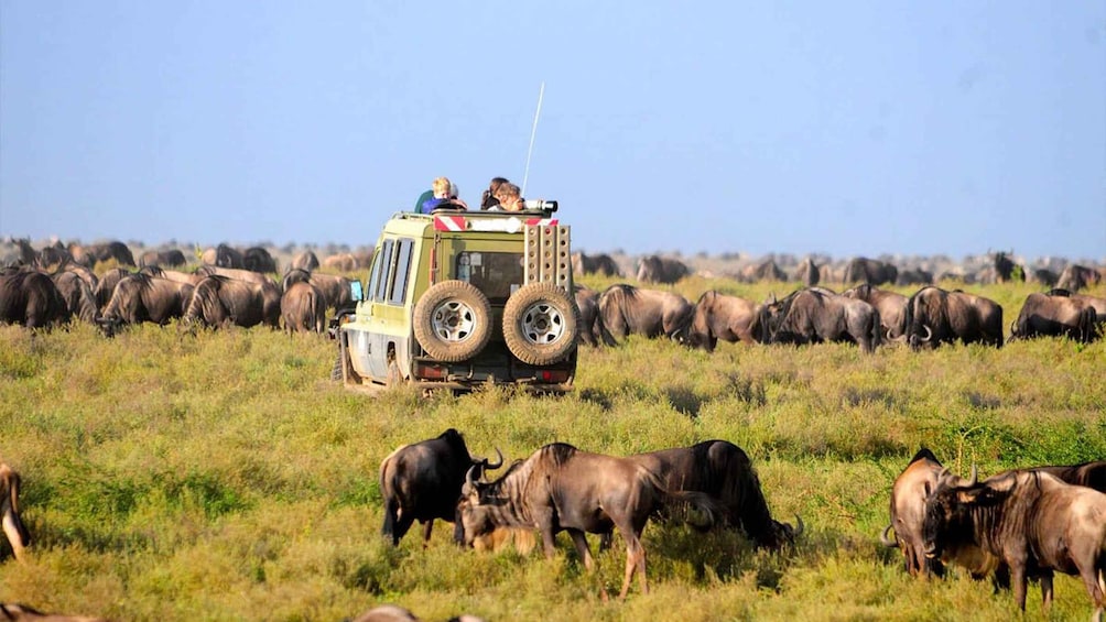 3-Day Masai Mara & Lake Naivasha Safari on 4x4 Jeep