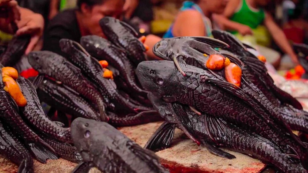 Picture 3 for Activity Iquitos: Belen Market and Venice Loretana Guided Tour