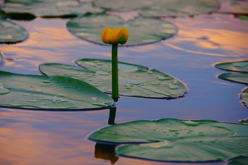 Picture 23 for Activity Virpazar: Lake Skadar Sightseeing Cruise