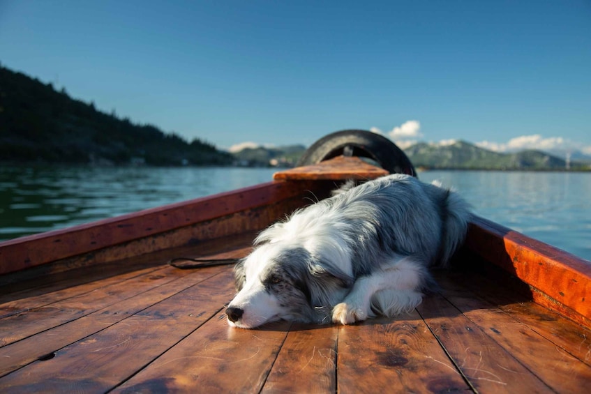 Picture 40 for Activity Virpazar: Lake Skadar Sightseeing Cruise