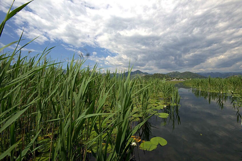 Picture 22 for Activity Virpazar: Lake Skadar Sightseeing Cruise