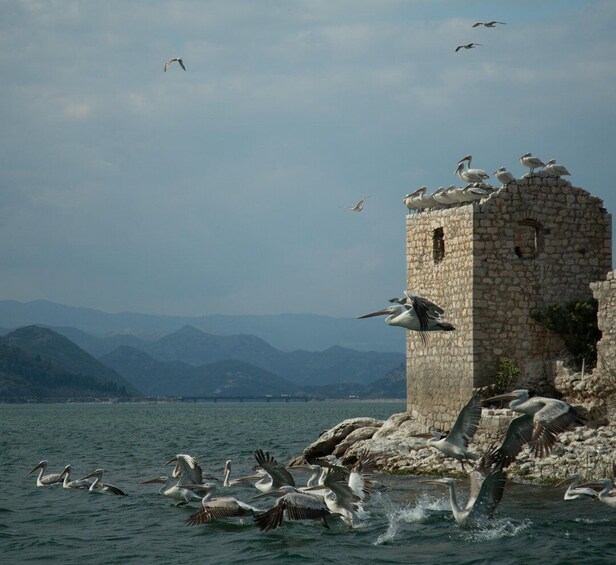 Picture 29 for Activity Virpazar: Lake Skadar Sightseeing Cruise