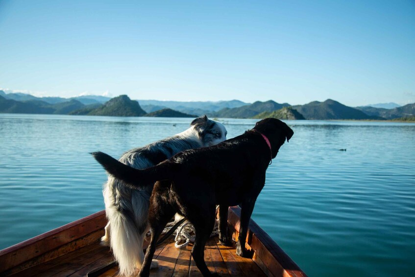 Picture 38 for Activity Virpazar: Lake Skadar Sightseeing Cruise