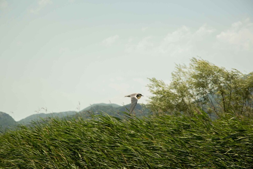 Picture 10 for Activity Virpazar: Lake Skadar Sightseeing Cruise