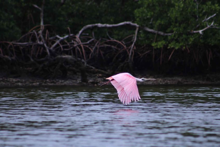 Picture 28 for Activity From Naples, FL: Marco Island Mangroves Kayak or Paddle Tour