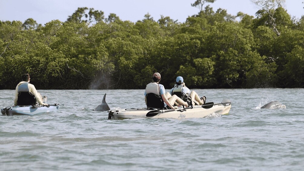 Picture 4 for Activity From Naples, FL: Marco Island Mangroves Kayak or Paddle Tour