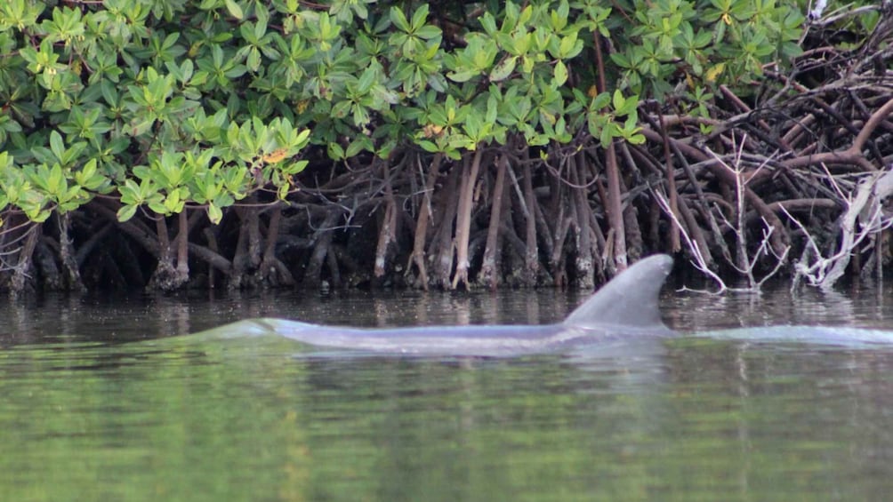 Picture 8 for Activity From Naples, FL: Marco Island Mangroves Kayak or Paddle Tour