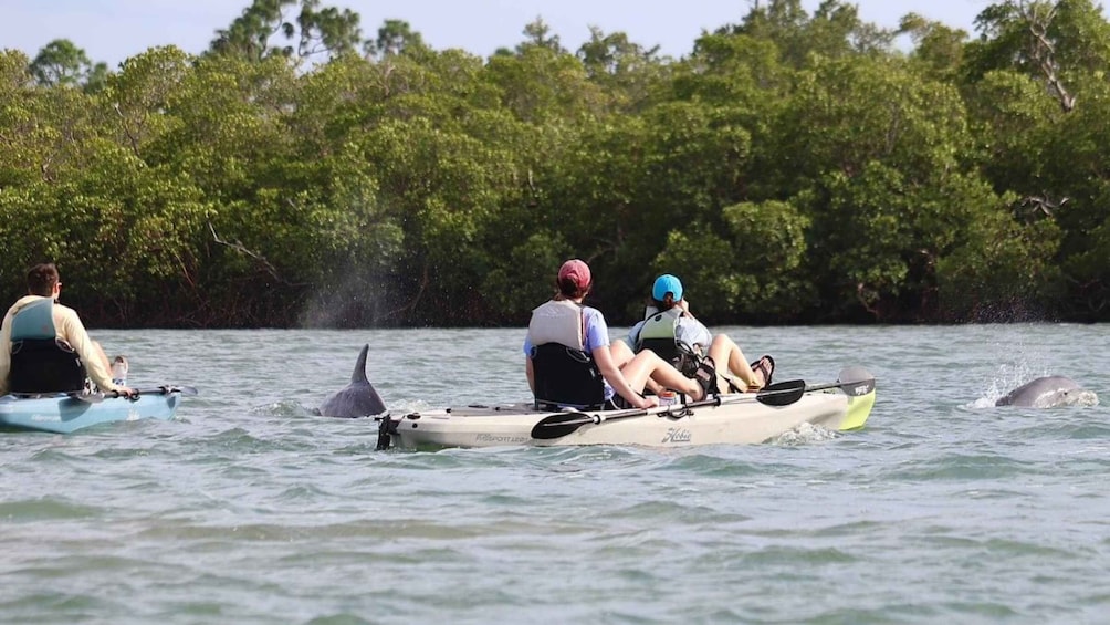 Picture 4 for Activity From Naples, FL: Marco Island Mangroves Kayak or Paddle Tour