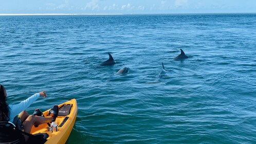 From Naples, FL: Marco Island Mangroves Kayak or Paddle Tour