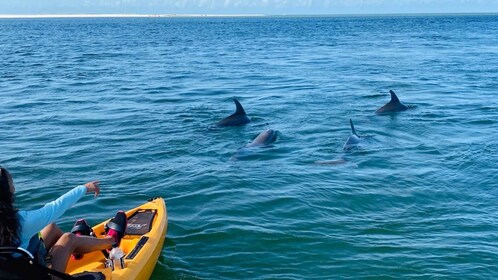 From Naples, FL: Marco Island Mangroves Kayak or Paddle Tour