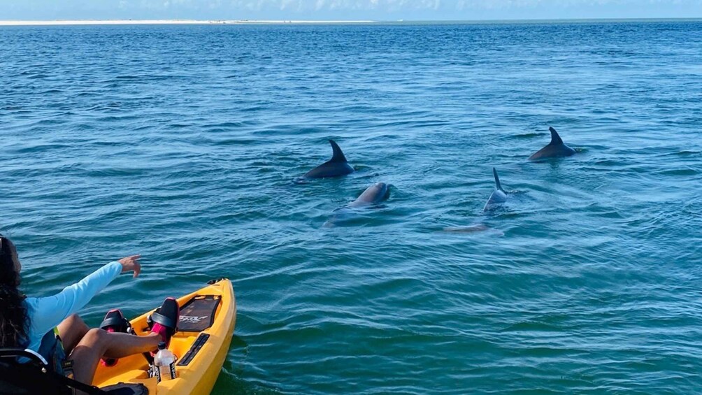 From Naples, FL: Marco Island Mangroves Kayak or Paddle Tour