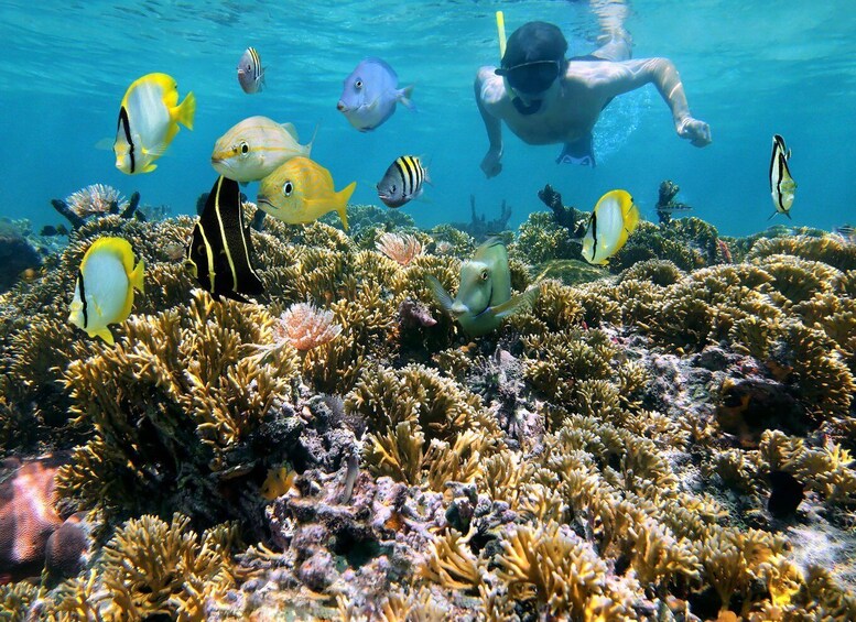 Playa Mantas: Morning Guided Snorkeling Tour Near Jaco Beach