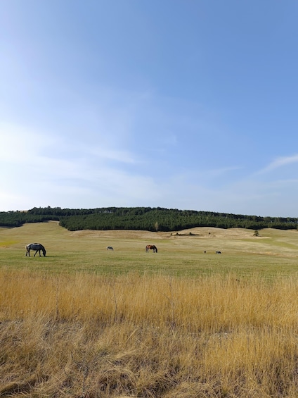 Picture 13 for Activity Zlatibor tour - Gold gondola, Stopic cave, Sirogojno & falls