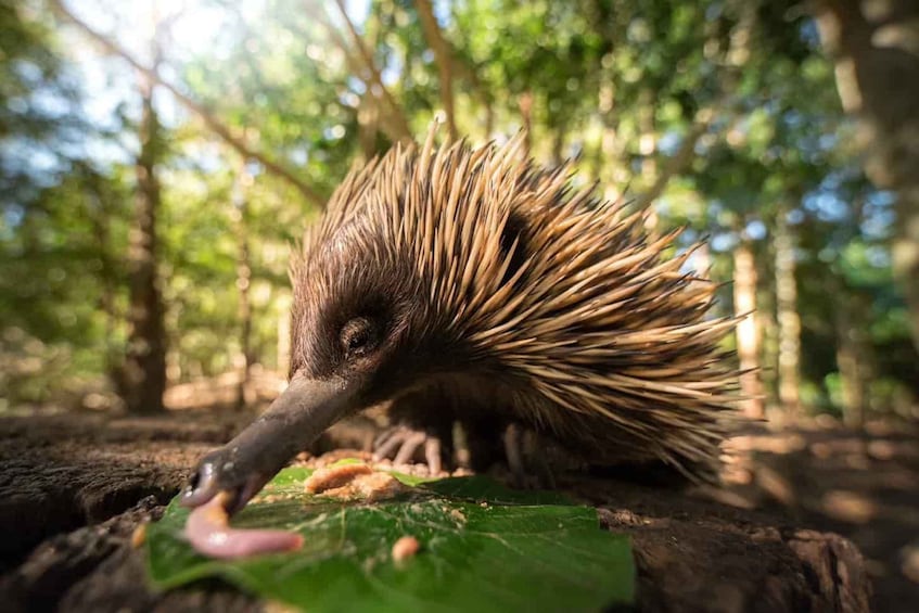 Picture 5 for Activity From Brisbane: Australia Zoo & Coastal Delights