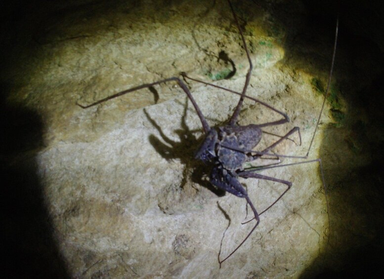 Picture 41 for Activity San Juan: Rainforest Caves & Waterfall Adventure