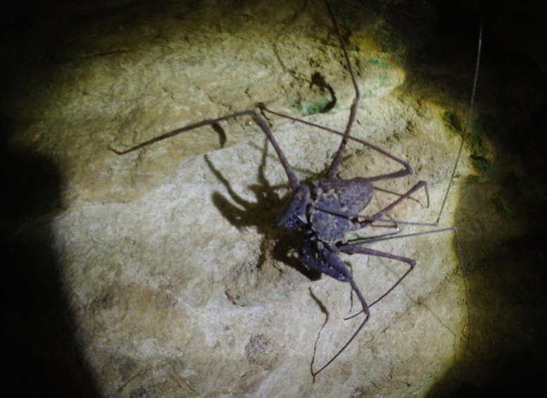 Picture 41 for Activity San Juan: Rainforest Caves & Waterfall Adventure