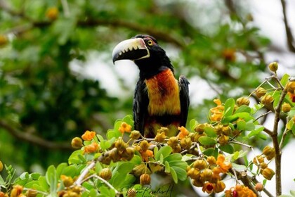Mahahual: Costa Maya Birdwatching Experience