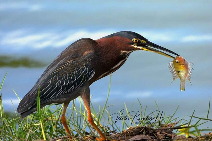 Picture 3 for Activity Mahahual: Costa Maya Birdwatching Experience