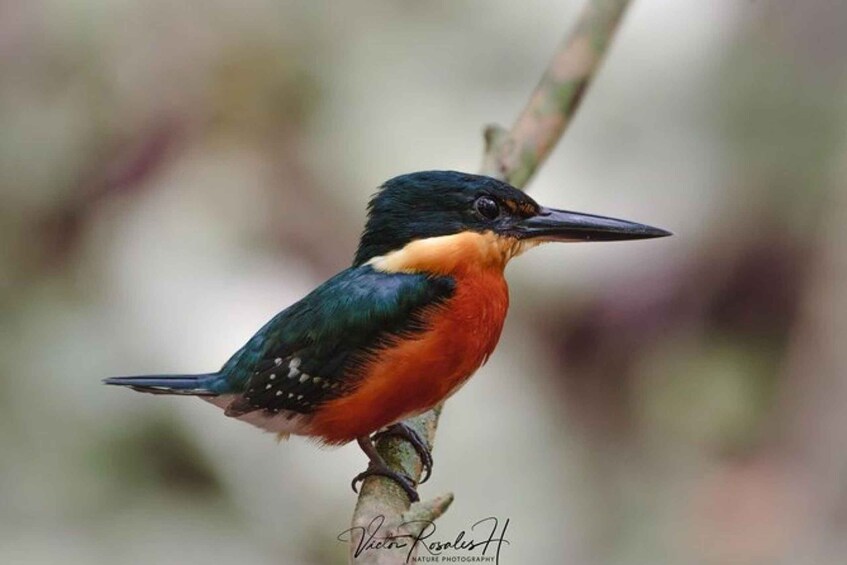 Picture 4 for Activity Mahahual: Costa Maya Birdwatching Experience