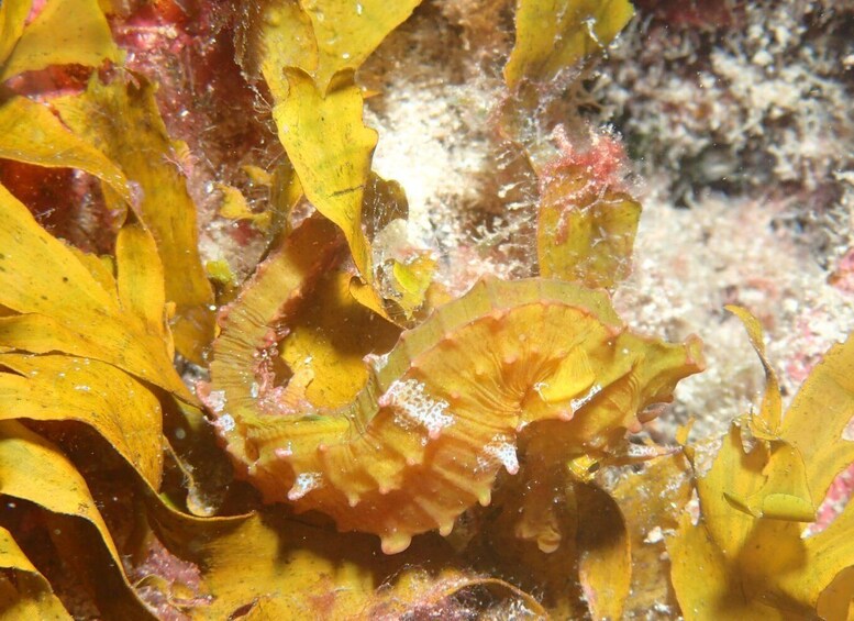 Picture 4 for Activity Tenerife : Private Dive for Beginners from a Boat