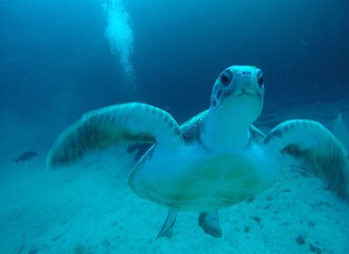 Tenerife : Private Dive for Beginners from a Boat