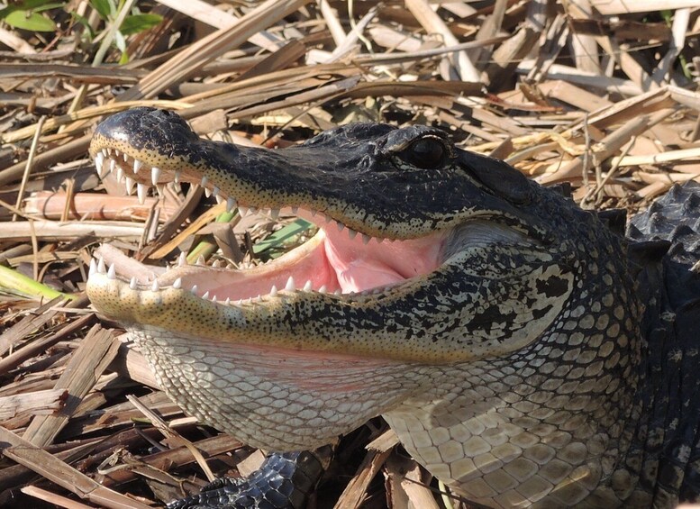 Picture 11 for Activity Miami: Everglades River of Grass Small Airboat Wildlife Tour