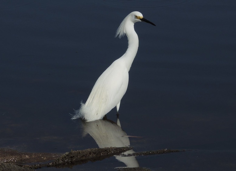 Picture 14 for Activity Miami: Everglades River of Grass Small Airboat Wildlife Tour