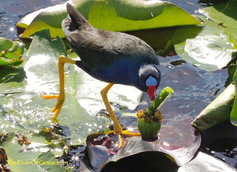 Picture 1 for Activity Miami: Everglades River of Grass Small Airboat Wildlife Tour