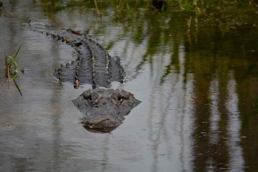 Picture 4 for Activity Miami: Everglades River of Grass Small Airboat Wildlife Tour