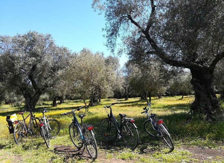 Picture 2 for Activity Lecce: Bike Rental (City, Trekking, E-Bikes)